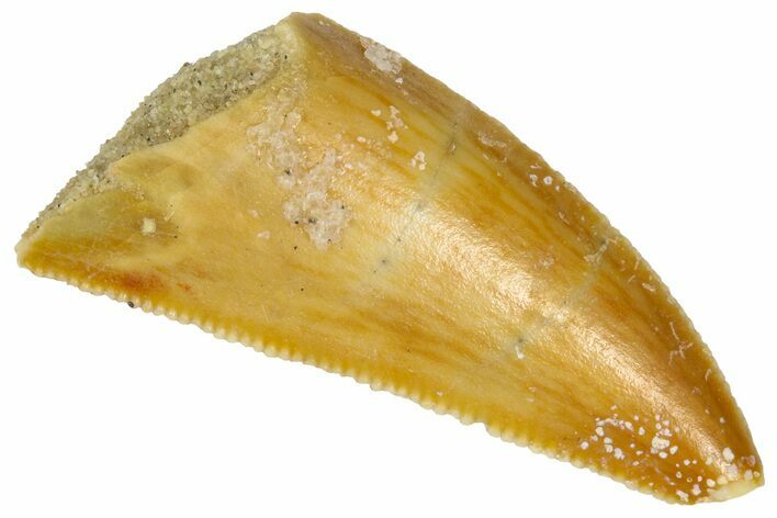 Serrated Raptor Tooth - Real Dinosaur Tooth #361016